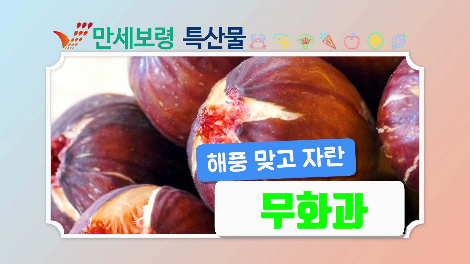해풍 맞고 자란 무화과